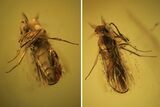 Fossil Wasp (Hymenoptera) In Baltic Amber - Fantastic Eyes #105477-2